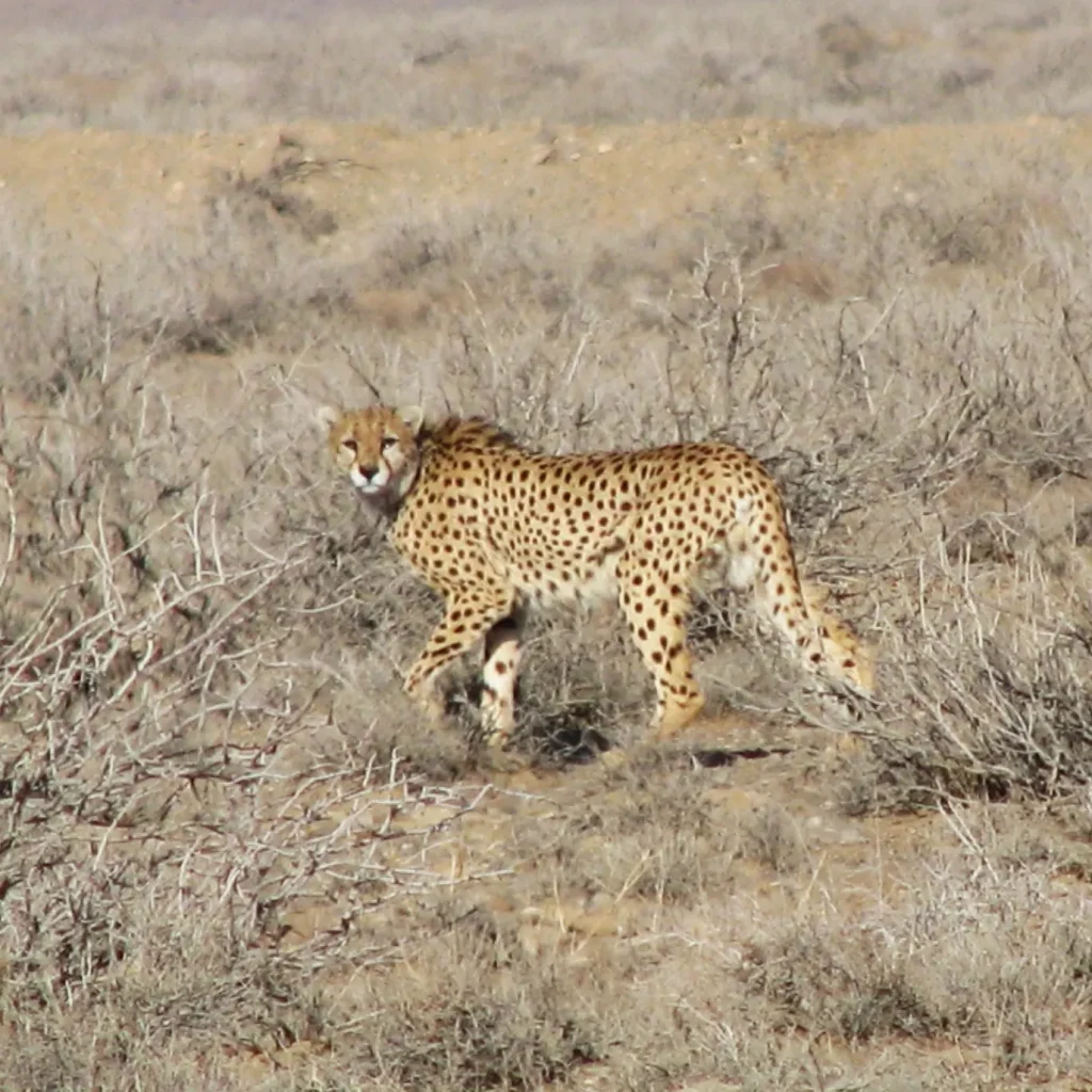 Donate to cheetah conservation